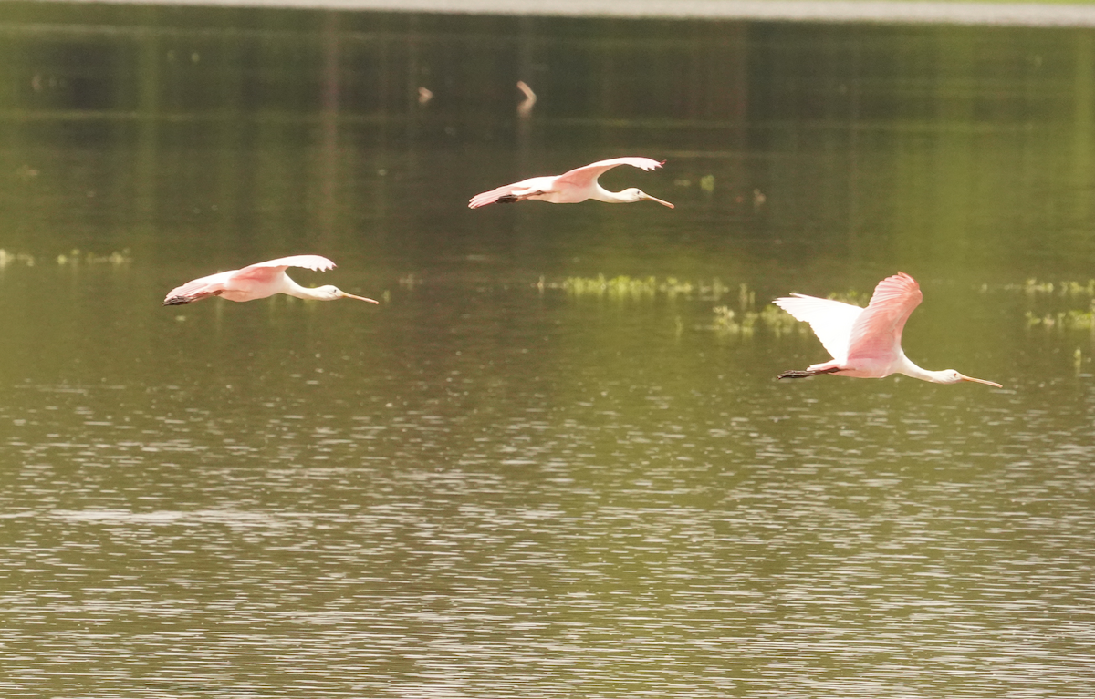 Roseate Spoonbill - ML621442469