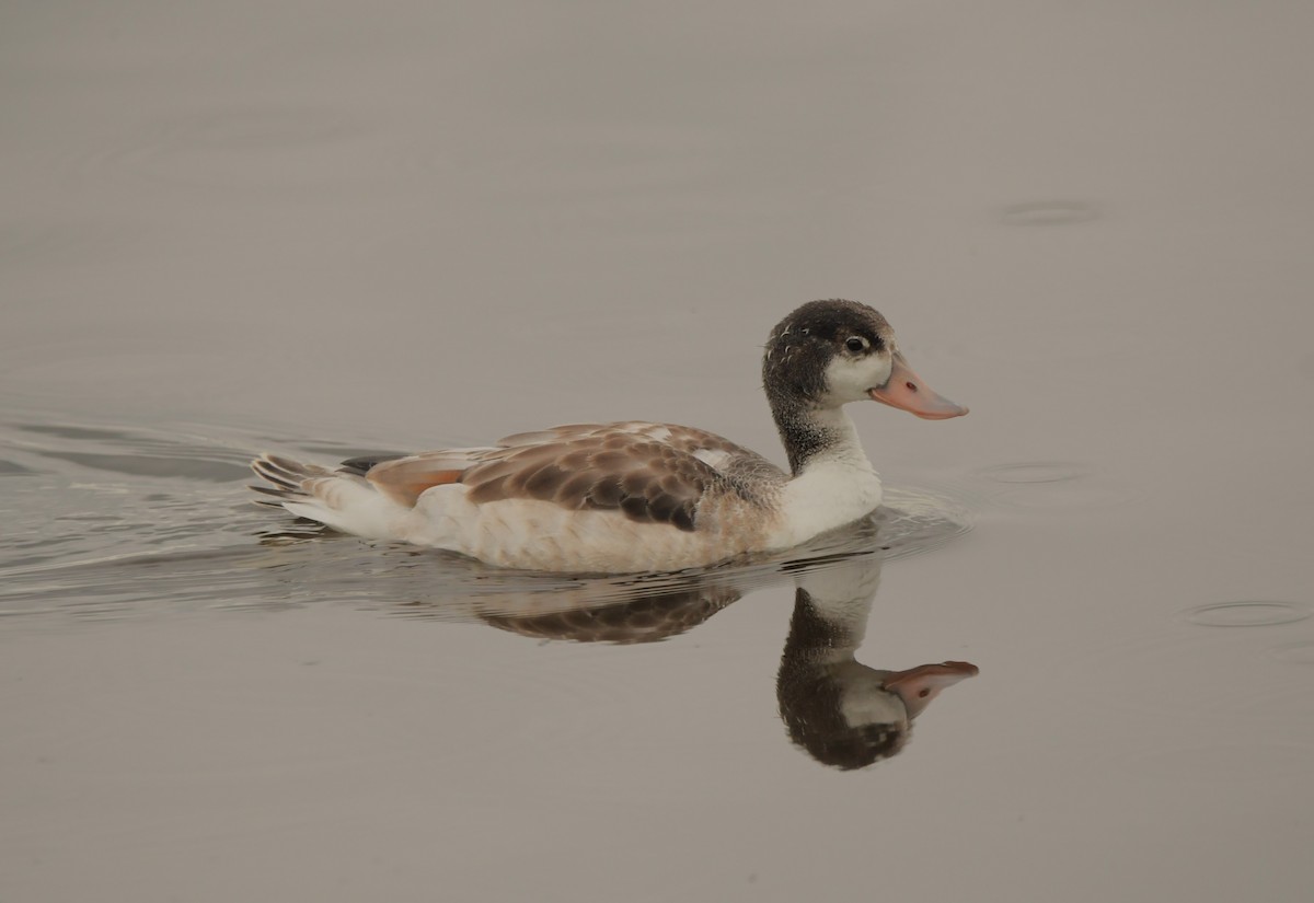 Common Shelduck - ML621442489