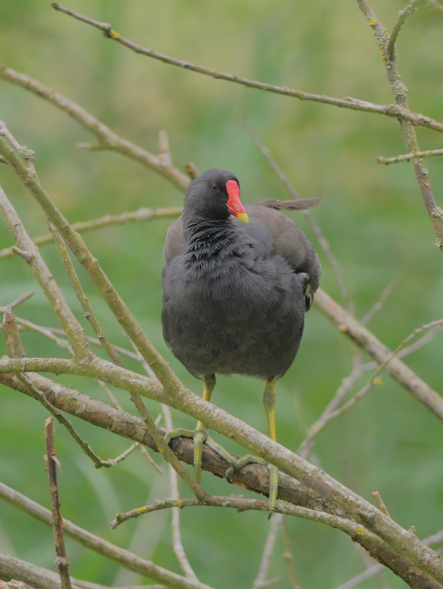 Eurasian Moorhen - ML621442511