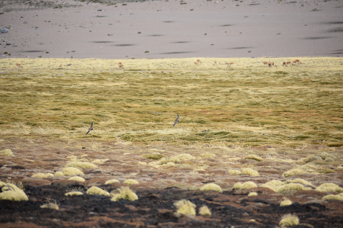 Gray-breasted Seedsnipe - ML621442513