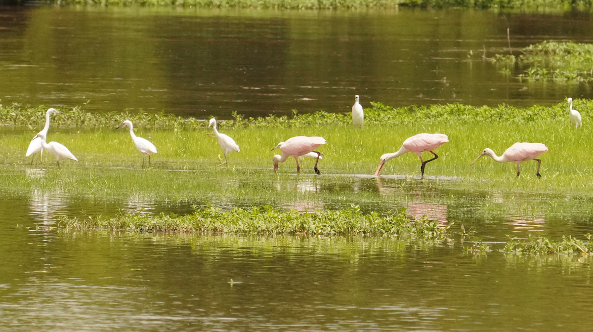 rosenskjestork - ML621442519