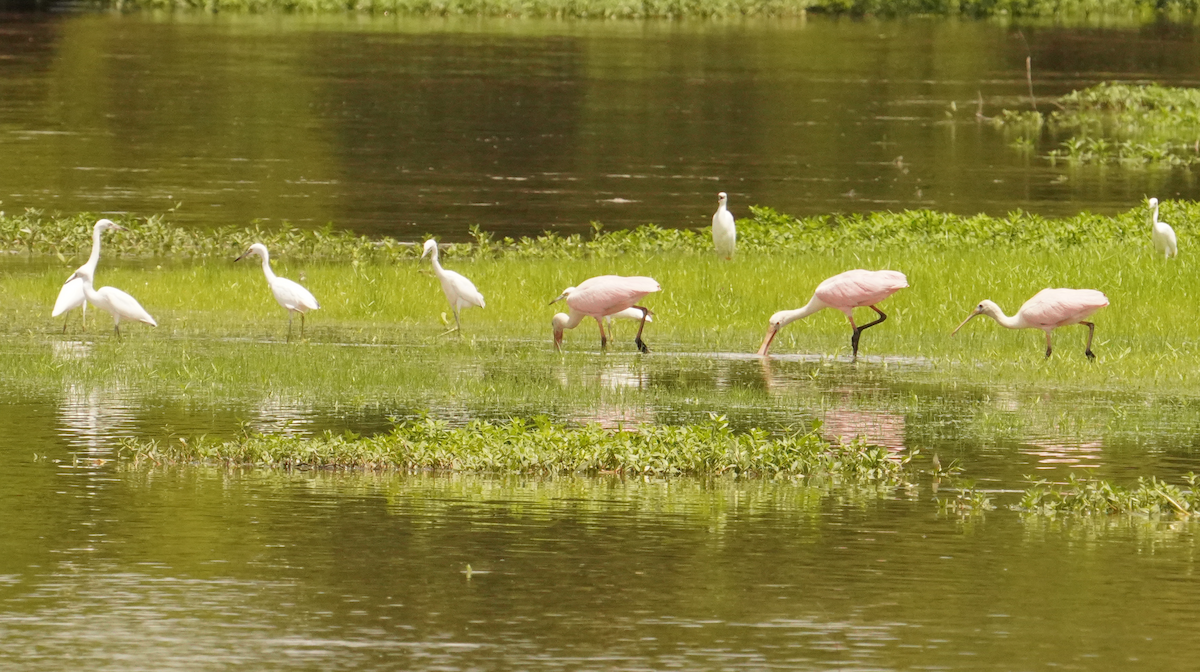 Roseate Spoonbill - ML621442519