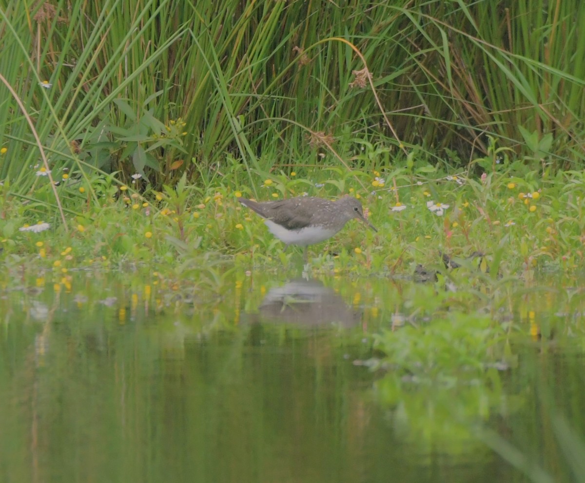 Green Sandpiper - ML621442522