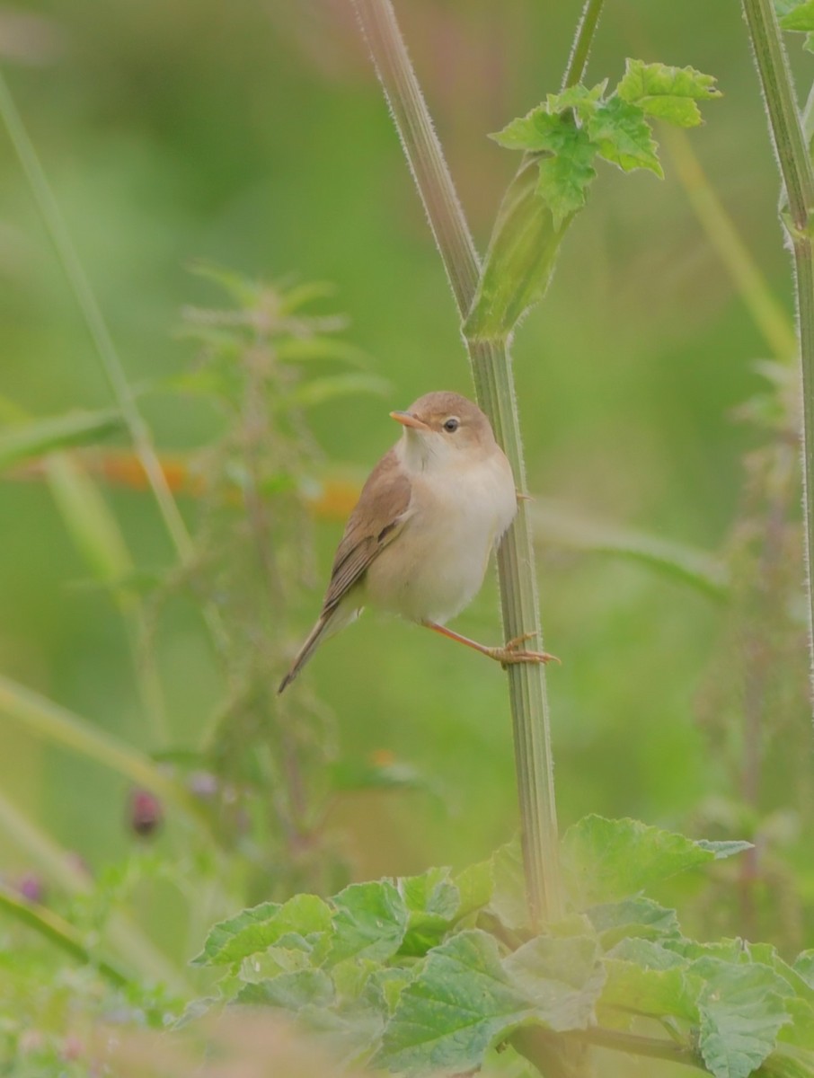 Common Reed Warbler - ML621442532