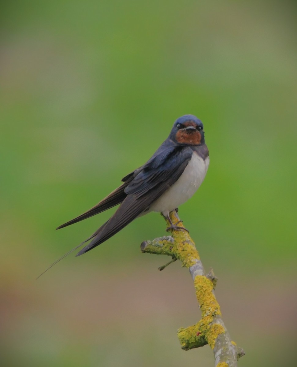 Barn Swallow - ML621442533