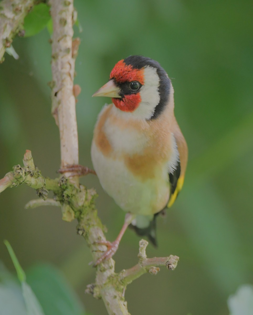 European Goldfinch - ML621442535