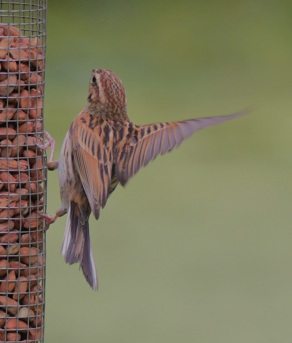 Reed Bunting - ML621442543