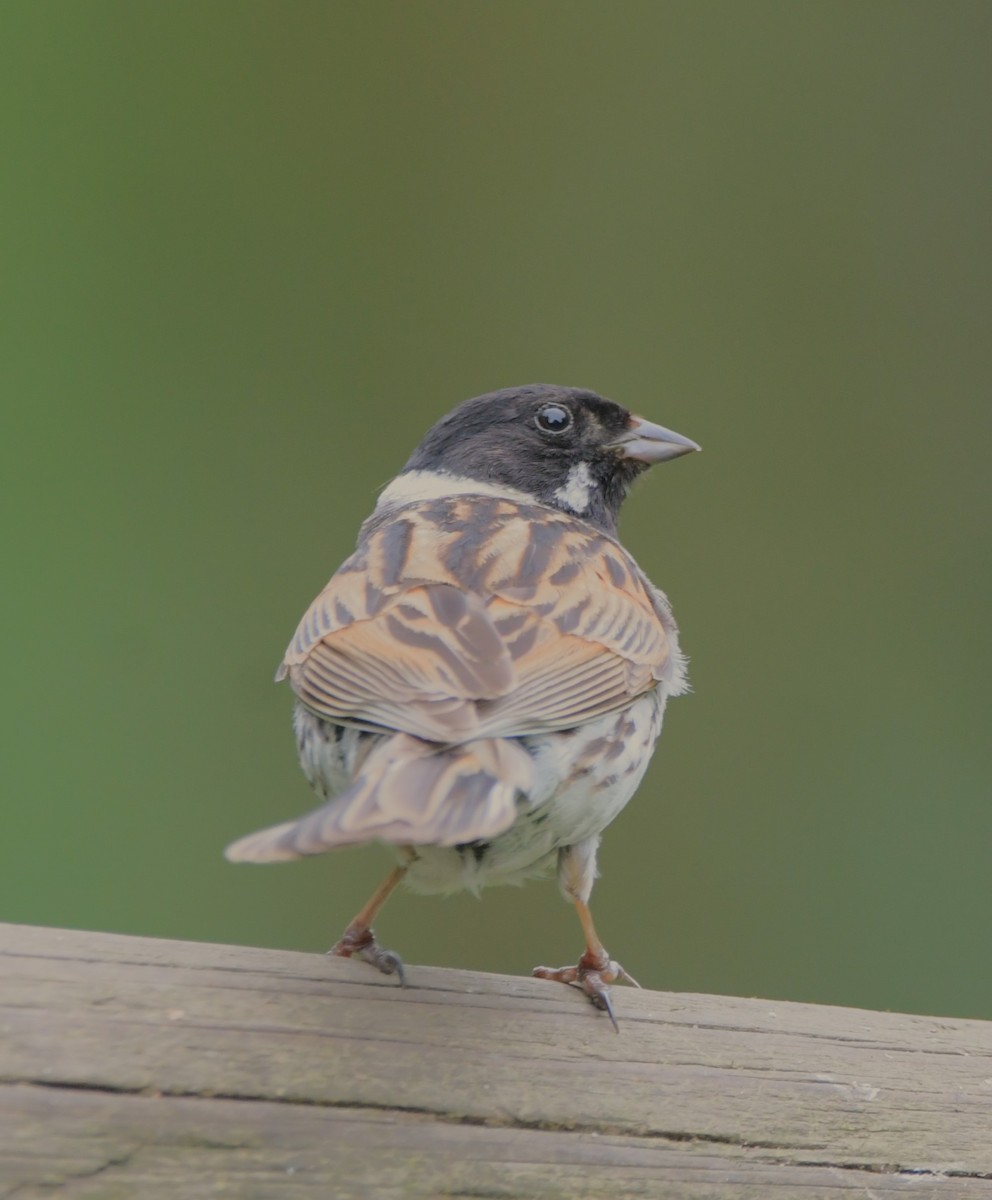 Reed Bunting - ML621442544