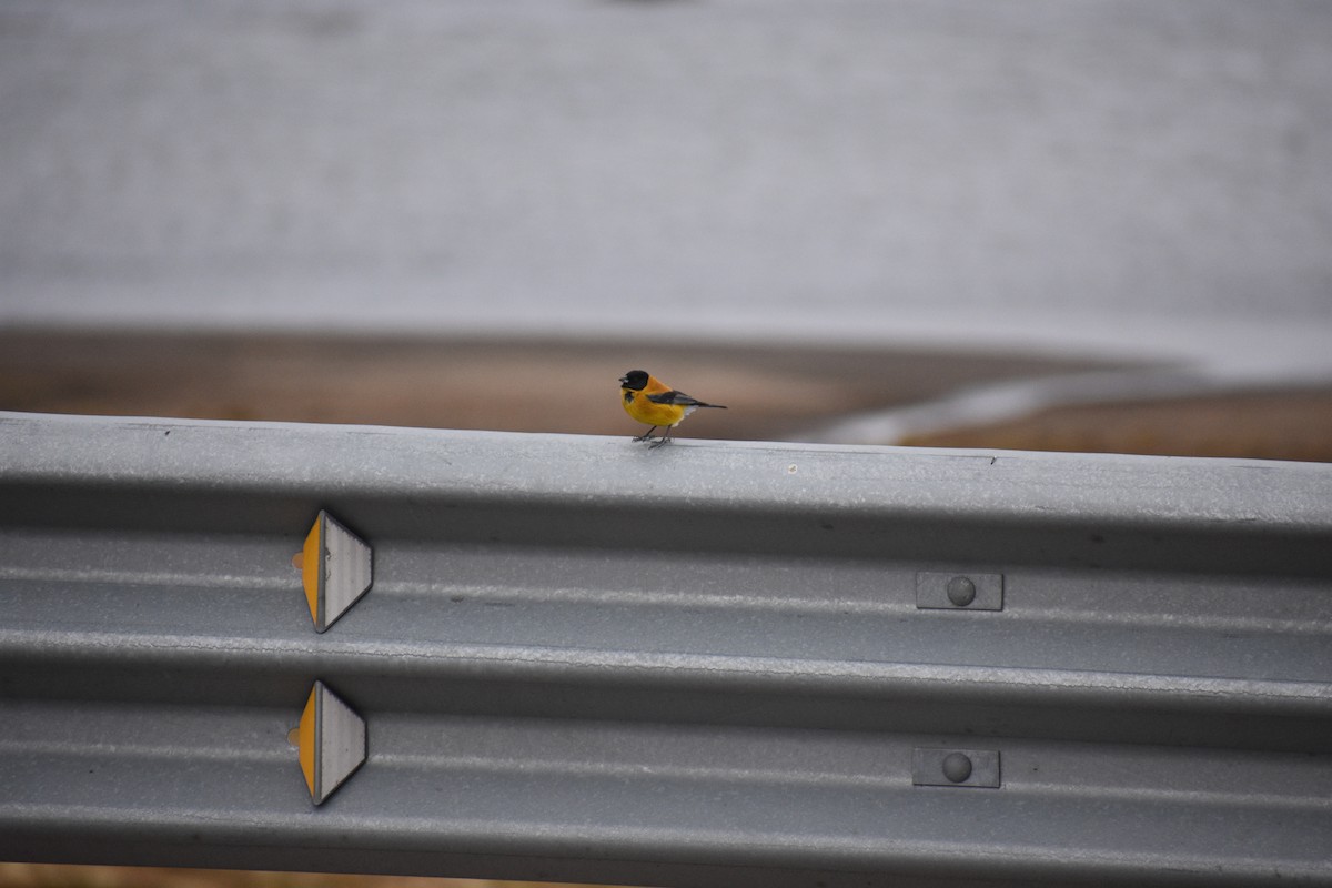 Black-hooded Sierra Finch - ML621442634