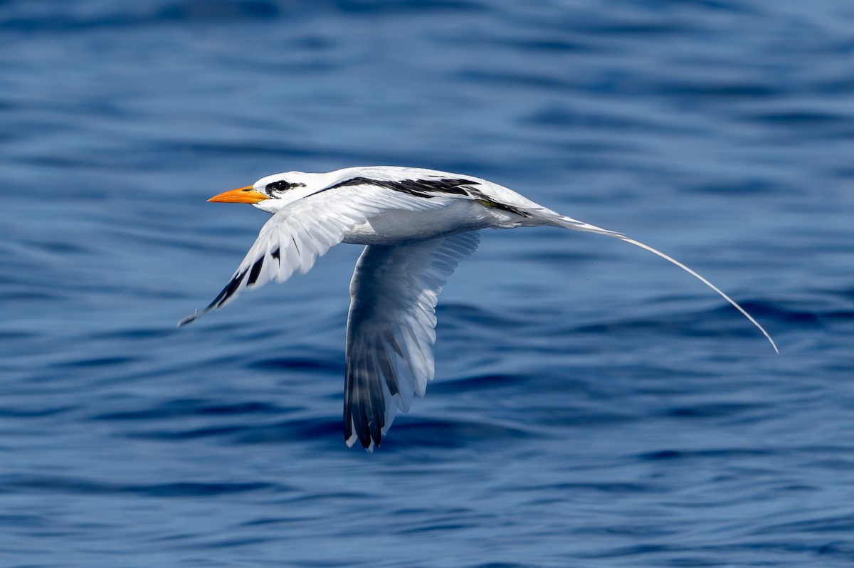 White-tailed Tropicbird (Atlantic) - ML621442650