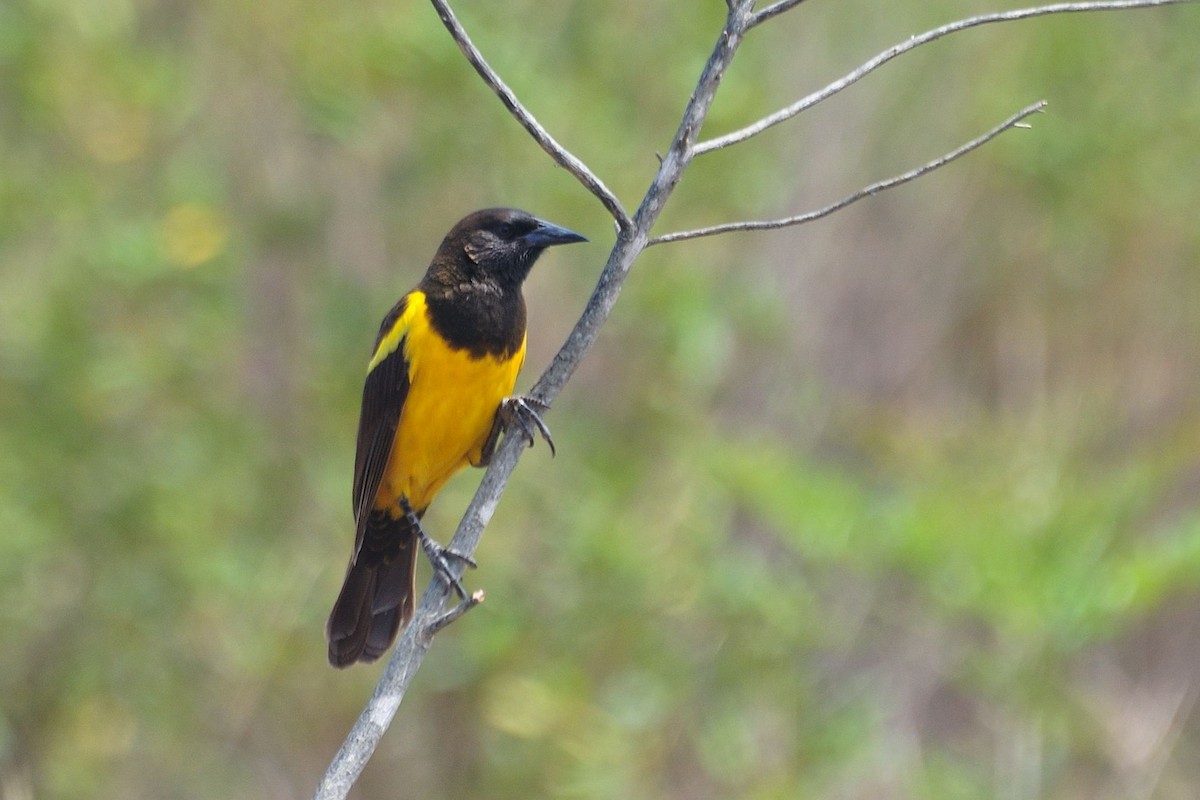 Yellow-rumped Marshbird - ML621442682