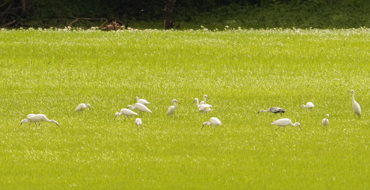 Little Blue Heron - ML621442697