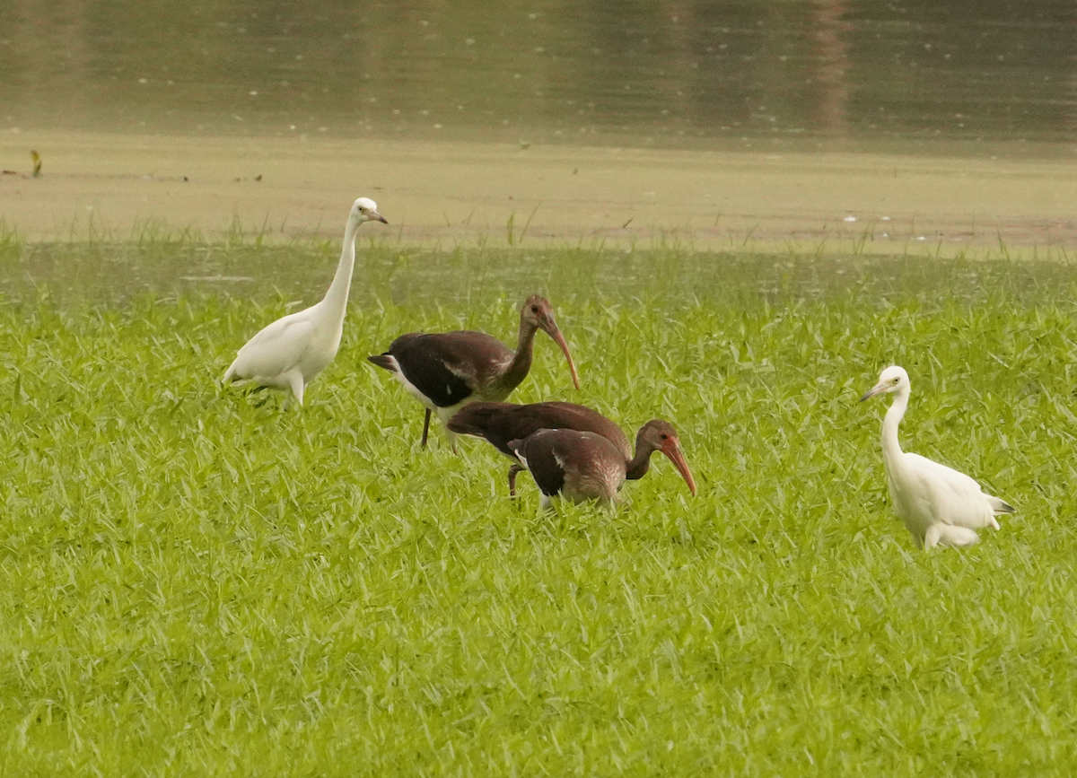 Little Blue Heron - ML621442735