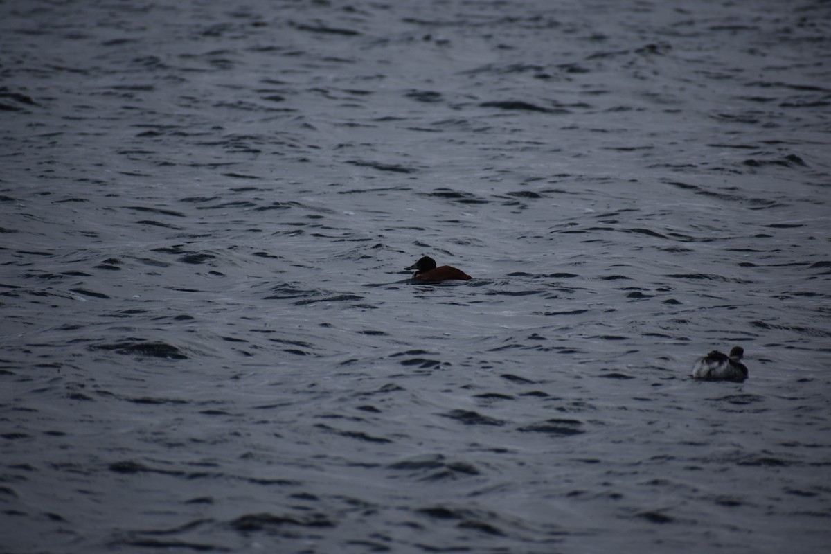 Andean Duck - ML621442780