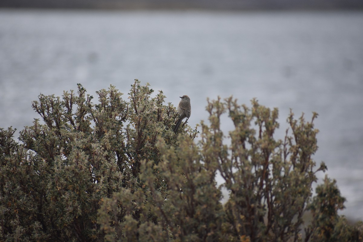 Plain-mantled Tit-Spinetail - ML621442812