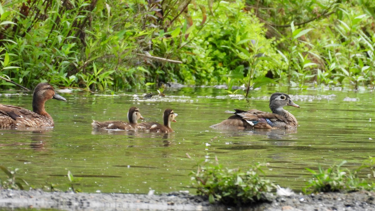 Wood Duck - ML621442821