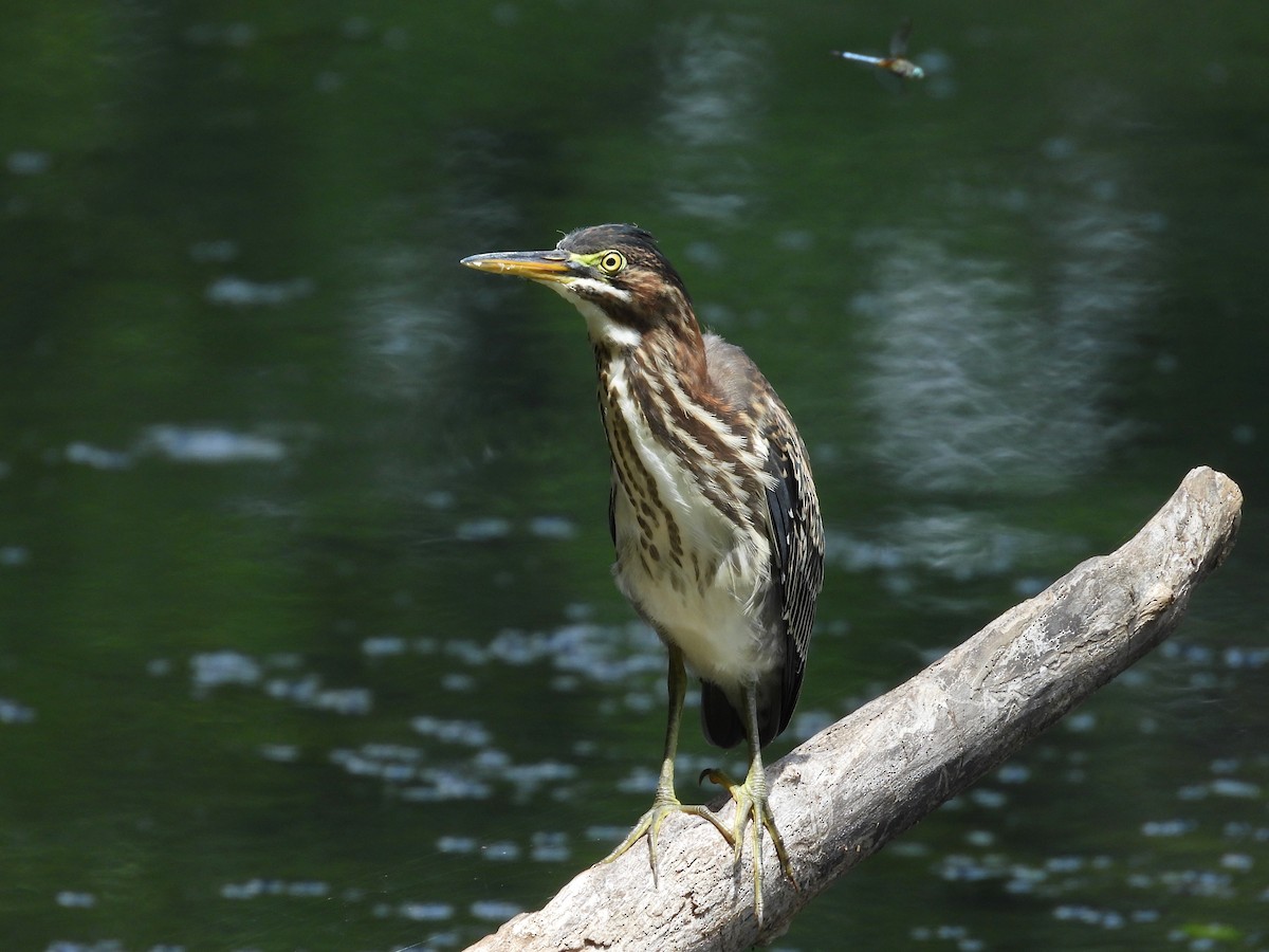 Green Heron - ML621442829