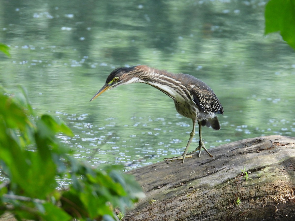 Green Heron - ML621442839