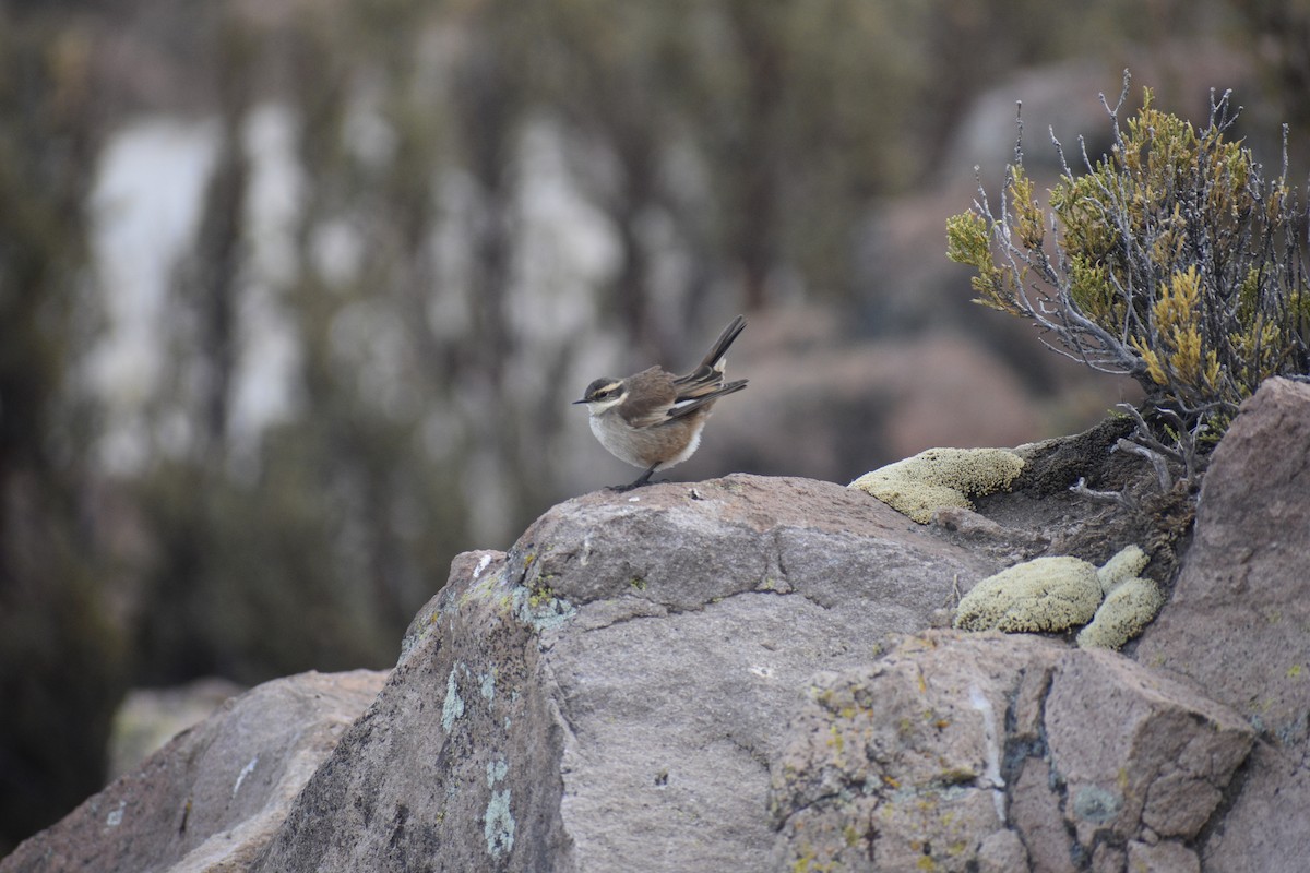 Cream-winged Cinclodes - ML621442846