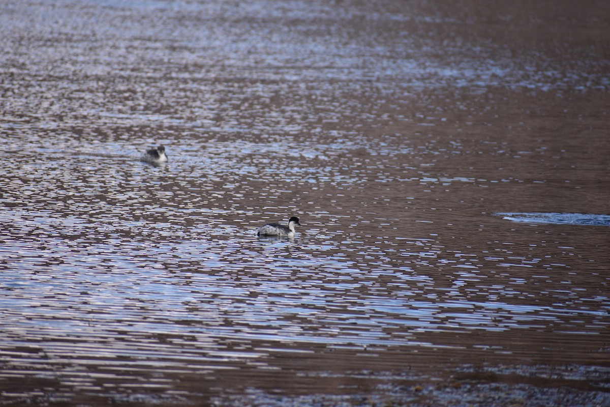 Silvery Grebe - ML621442853