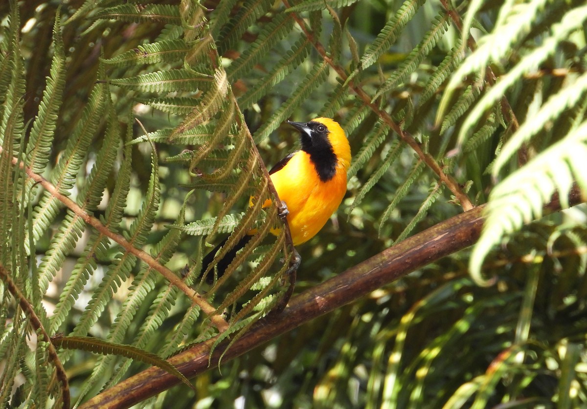 Yellow-backed Oriole - ML621442871