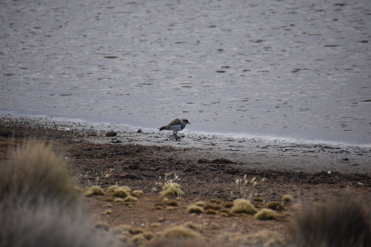 Andean Lapwing - ML621442878