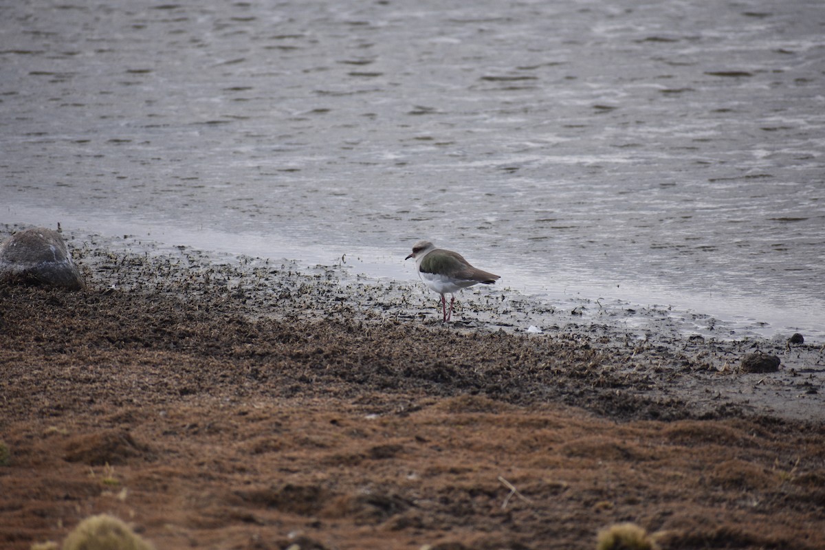 Andean Lapwing - ML621442890