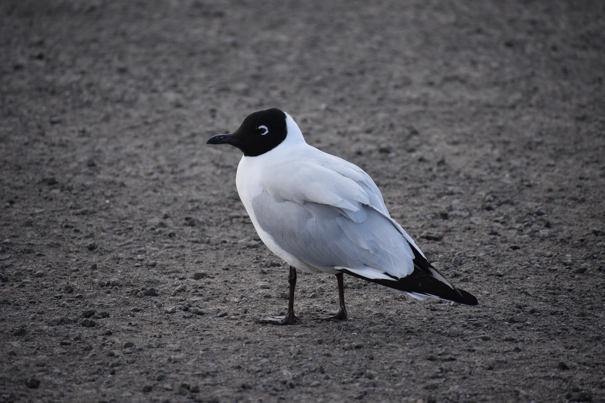 Andean Gull - ML621442945