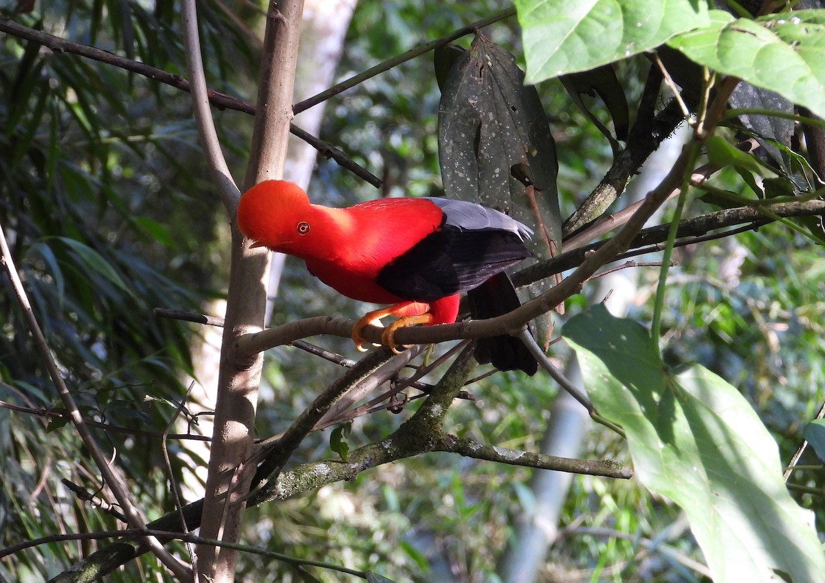 Andean Cock-of-the-rock - ML621442989