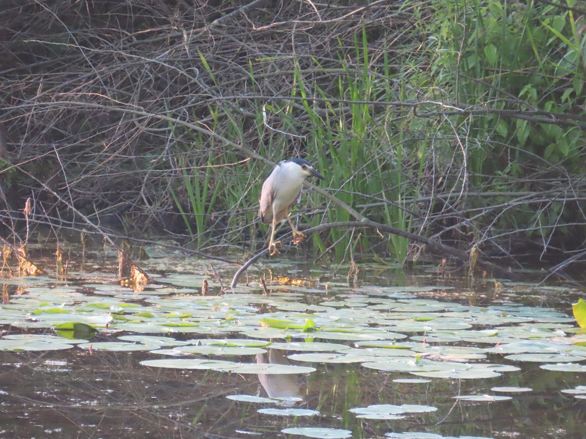 Black-crowned Night Heron - ML621442992