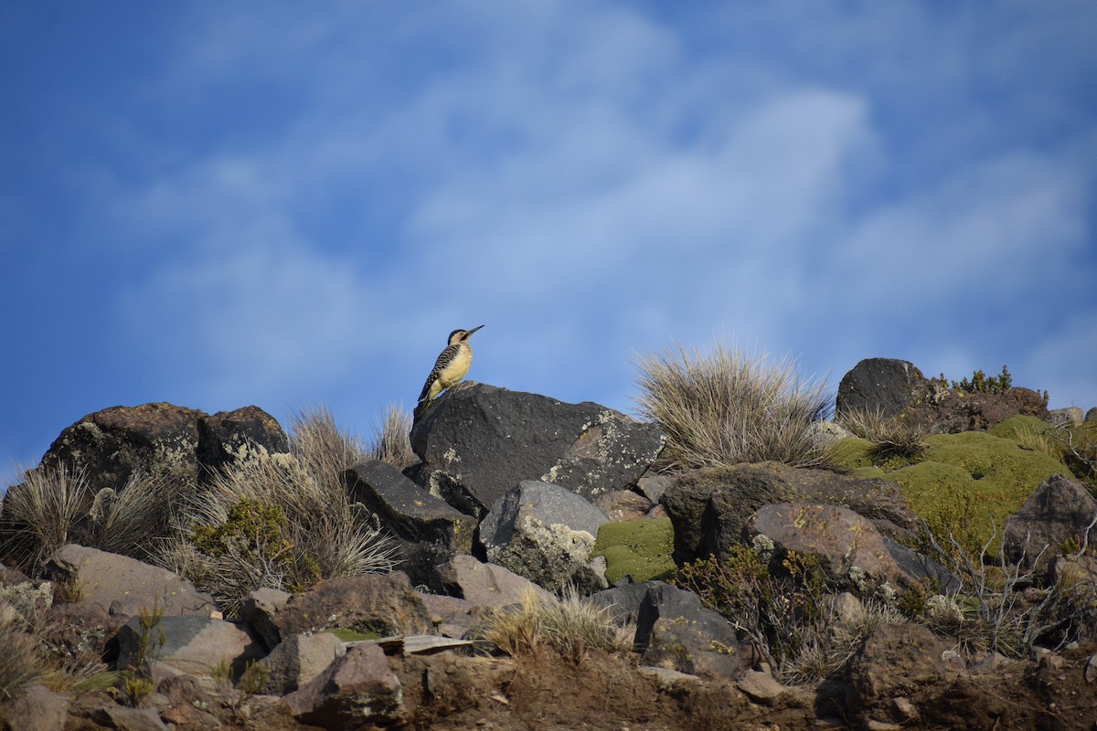 Andean Flicker - ML621442998