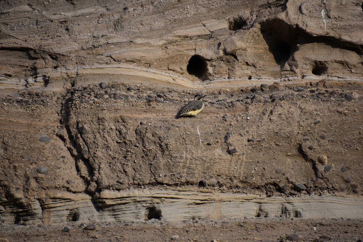 Andean Flicker - ML621443013