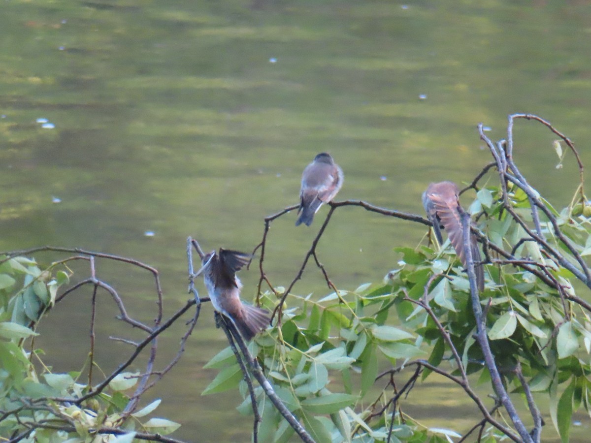 Northern Rough-winged Swallow - ML621443015