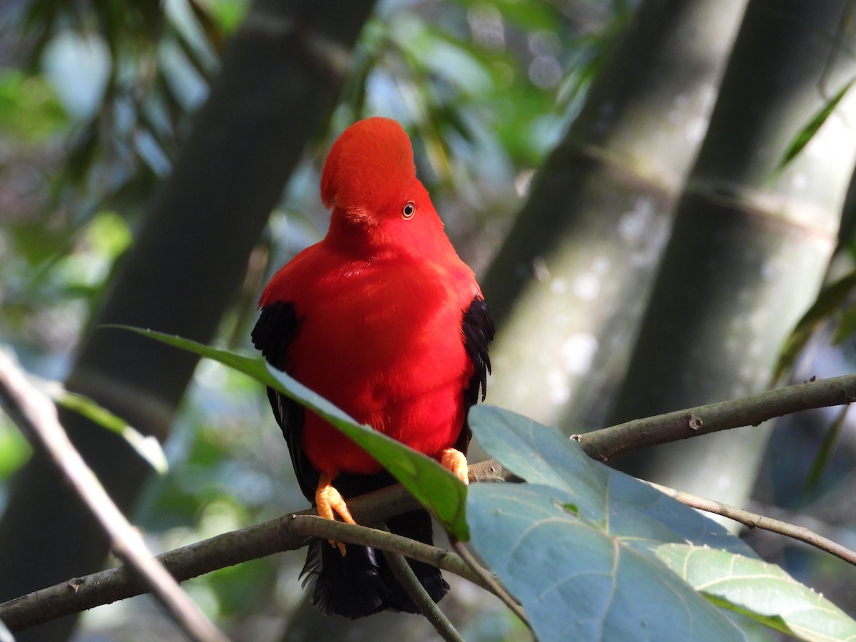 Andean Cock-of-the-rock - ML621443020