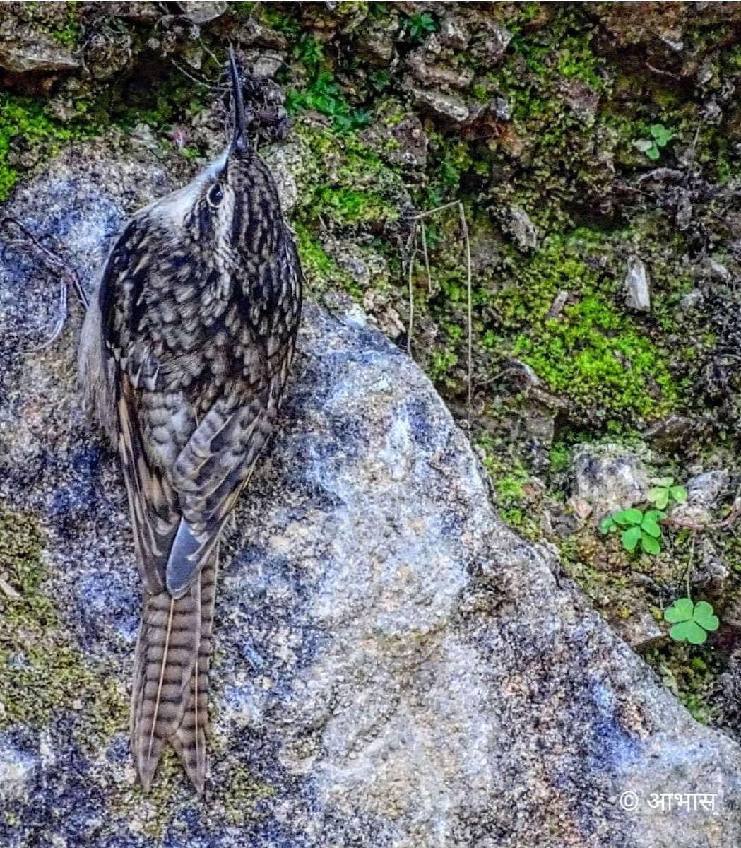 Bar-tailed Treecreeper - Abhas Katra Singh