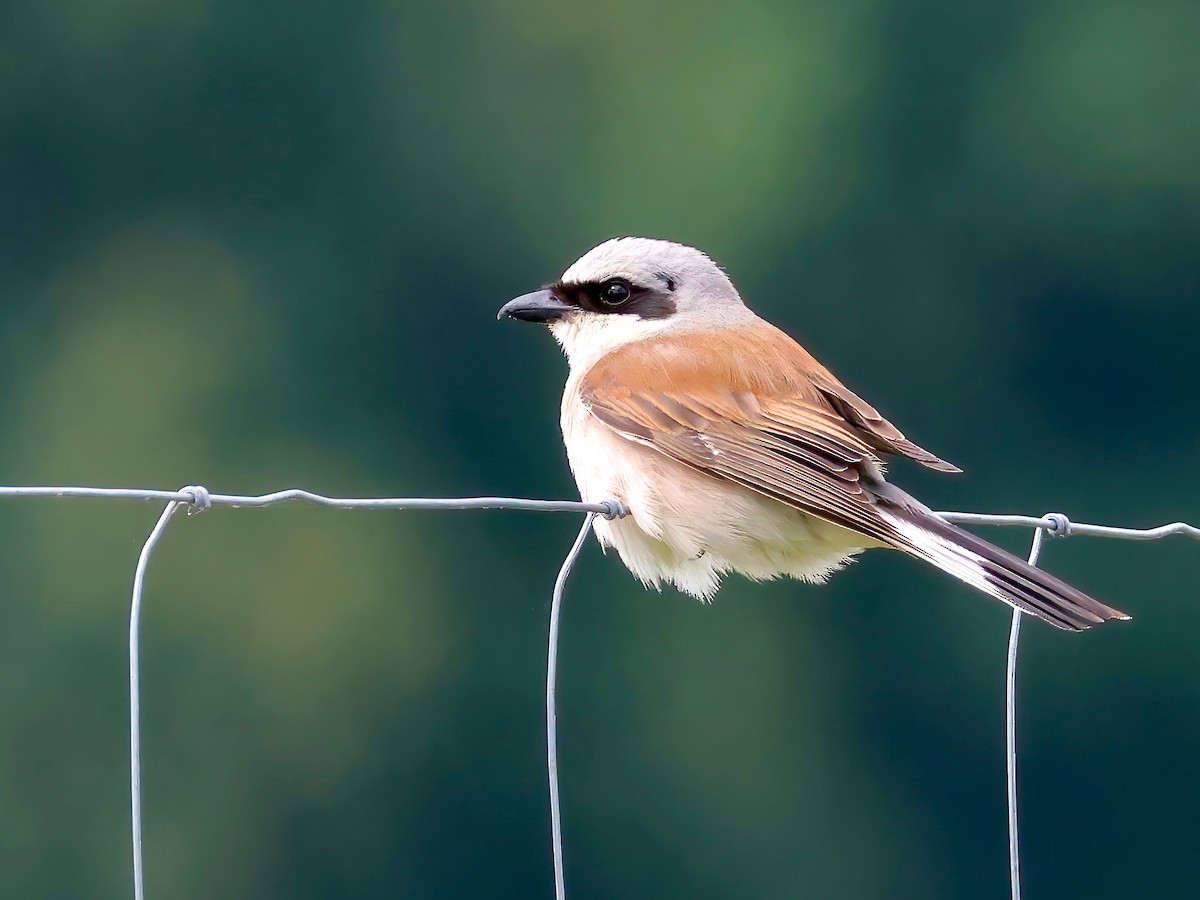 Neuntöter - ML621443186