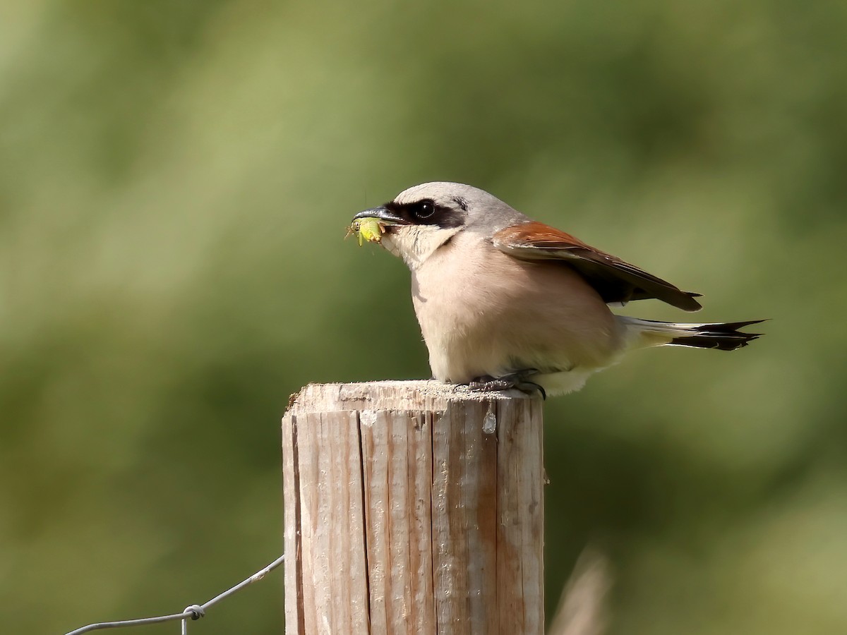 Neuntöter - ML621443187