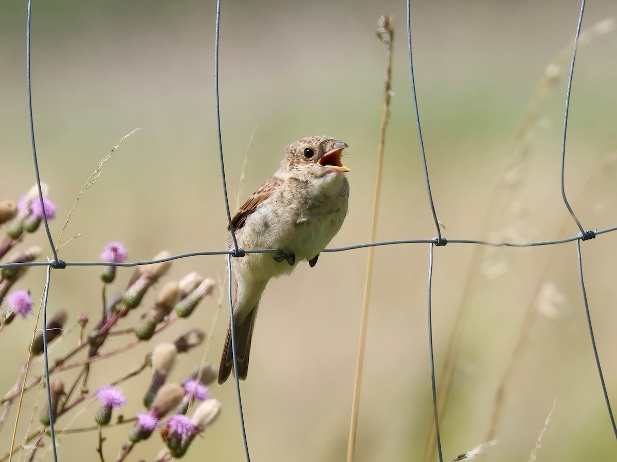 Neuntöter - ML621443188