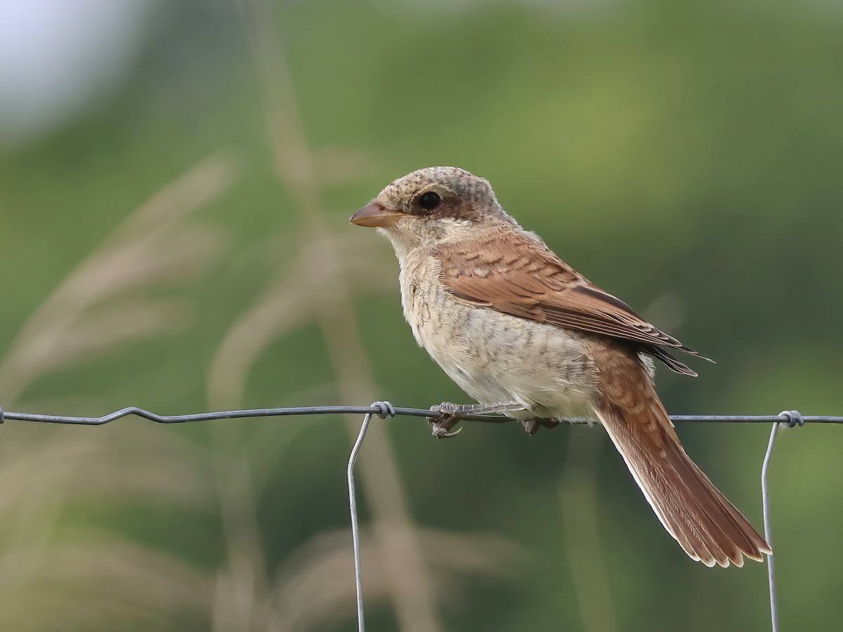 Neuntöter - ML621443189