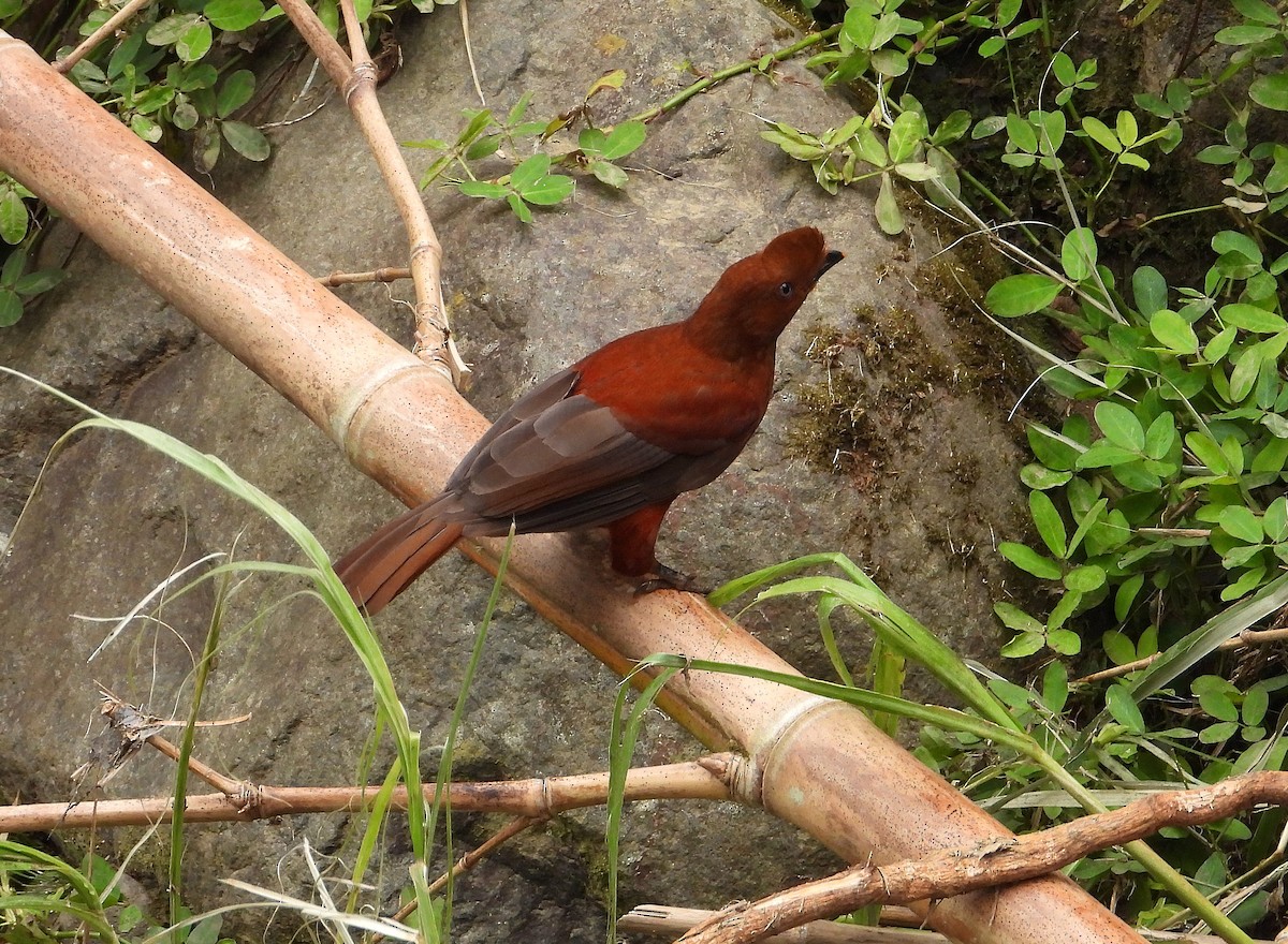 Andean Cock-of-the-rock - ML621443236