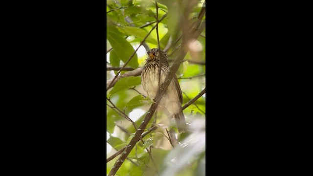 White-chested Puffbird - ML621443258