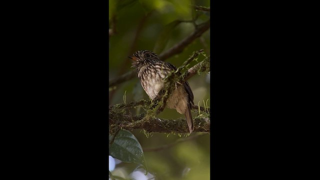 White-chested Puffbird - ML621443259