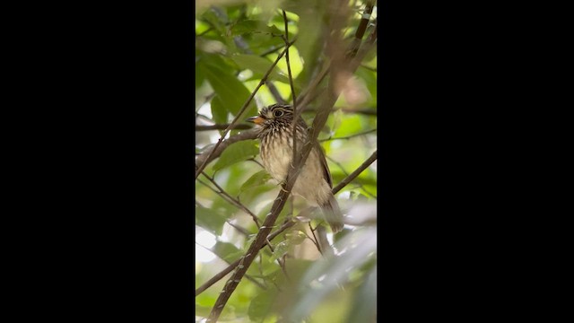 White-chested Puffbird - ML621443260