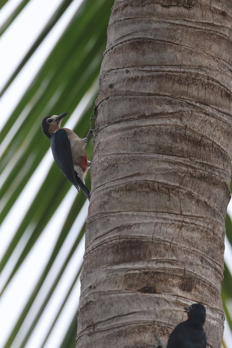 Puerto Rican Woodpecker - ML621443301