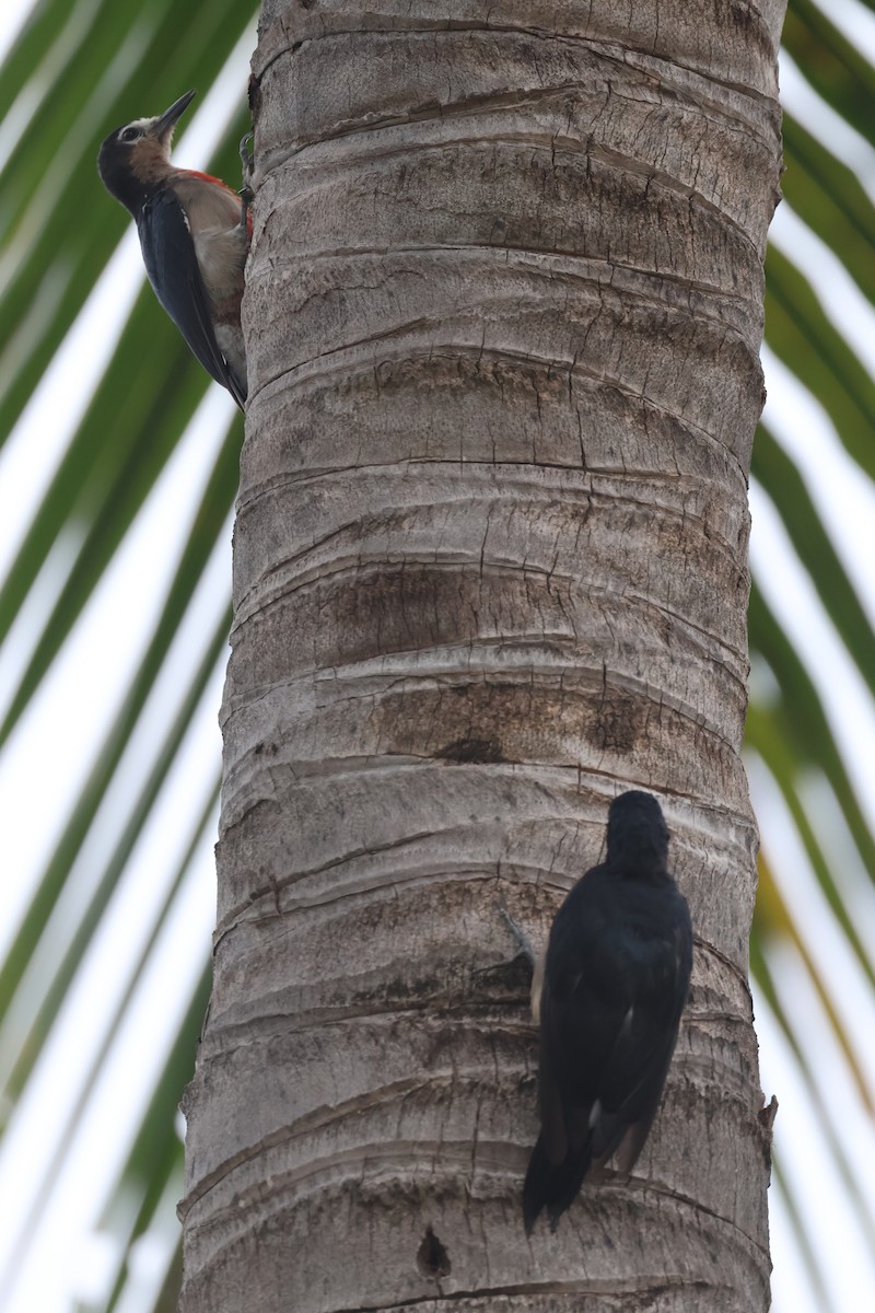 Puerto Rican Woodpecker - ML621443304