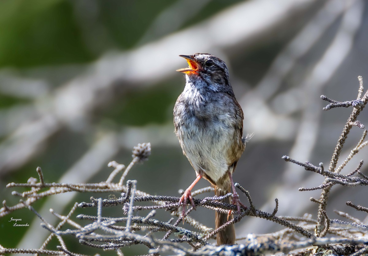 Swamp Sparrow - ML621443331