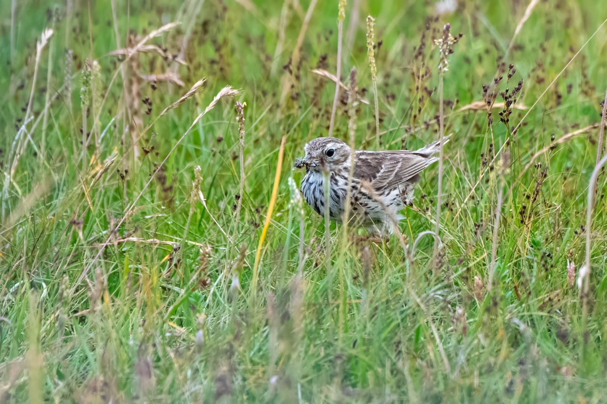 Pipit farlouse - ML621443332