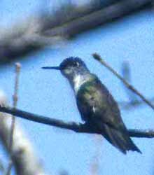 Azure-crowned Hummingbird (Azure-crowned) - ML62144351