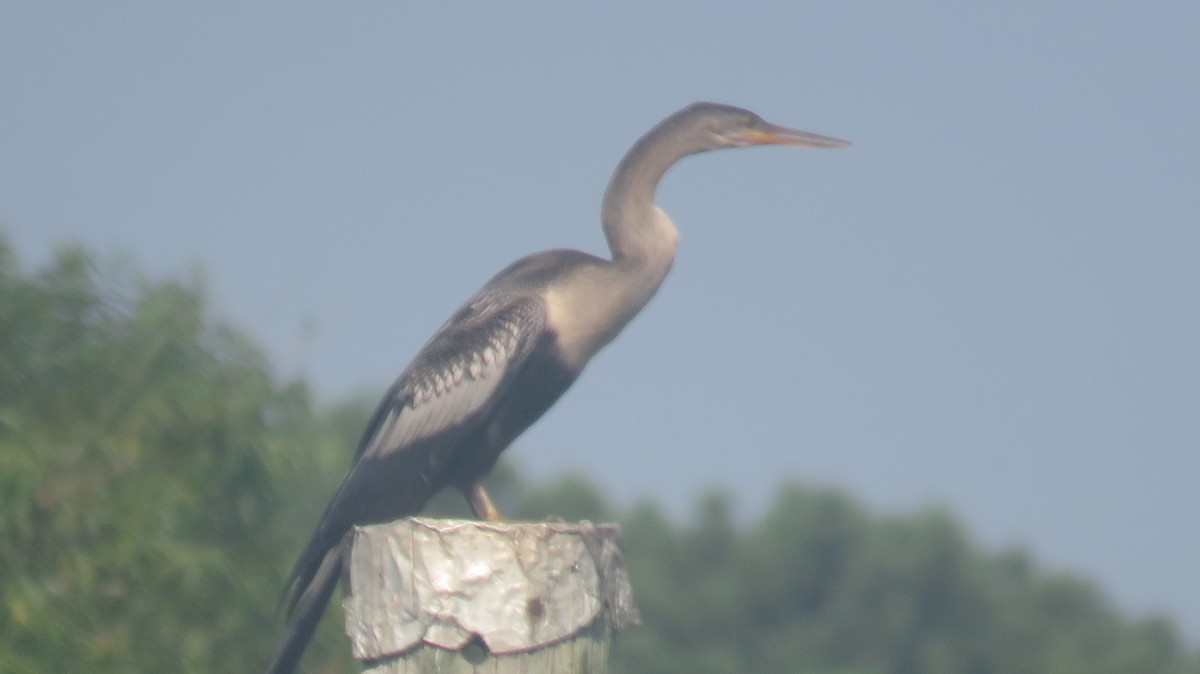 Anhinga - ML621443577
