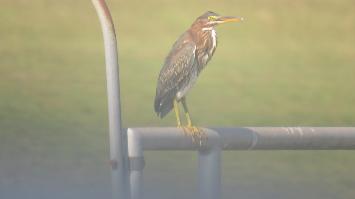 Green Heron - paul raney